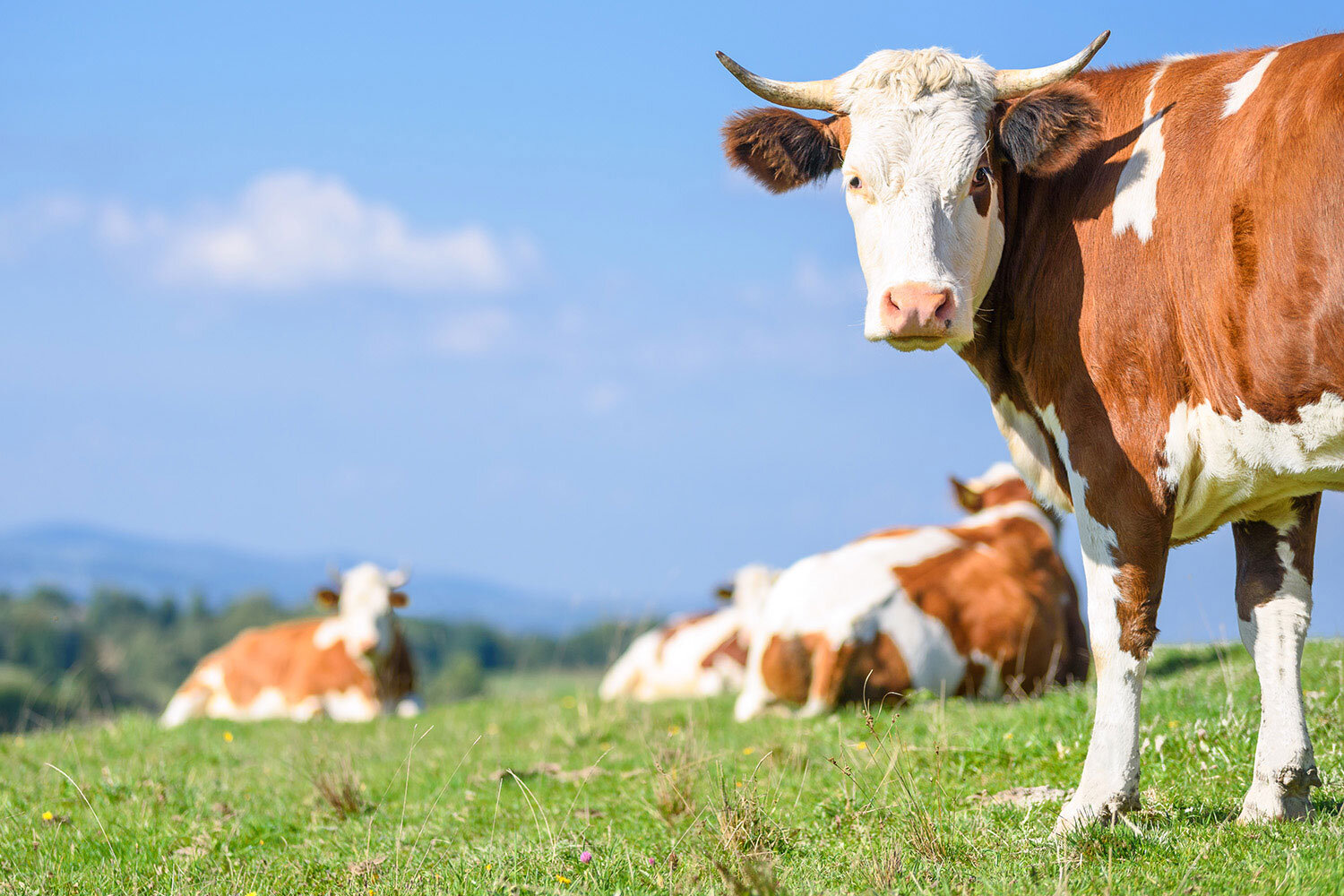 U.S. Federal Agencies Announce Comment Periods on Actions Related to Regulation of Ag Biotech; Availability of New Wiley Webinar re Plant Biostimulants