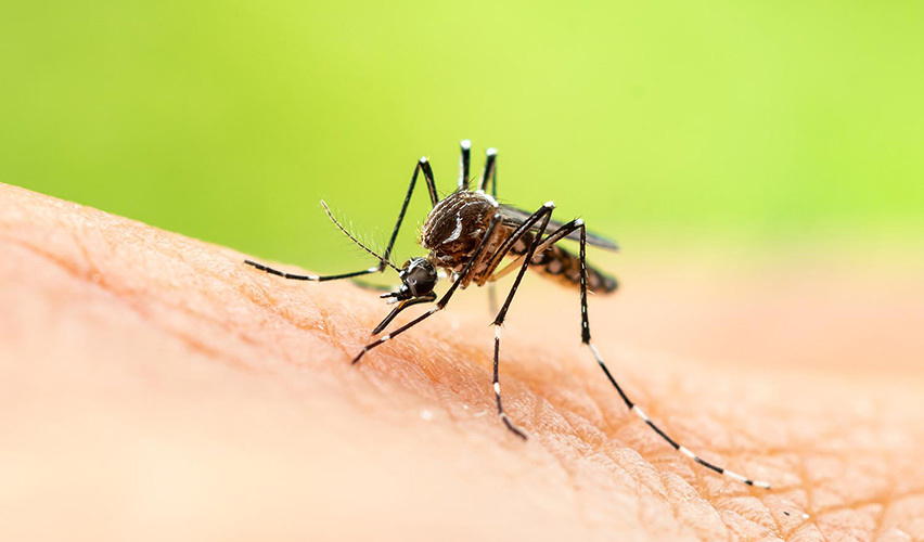 Groundbreaking Releases of Genetically Engineered Mosquitoes Hold Enormous Promise for Public Health Worldwide