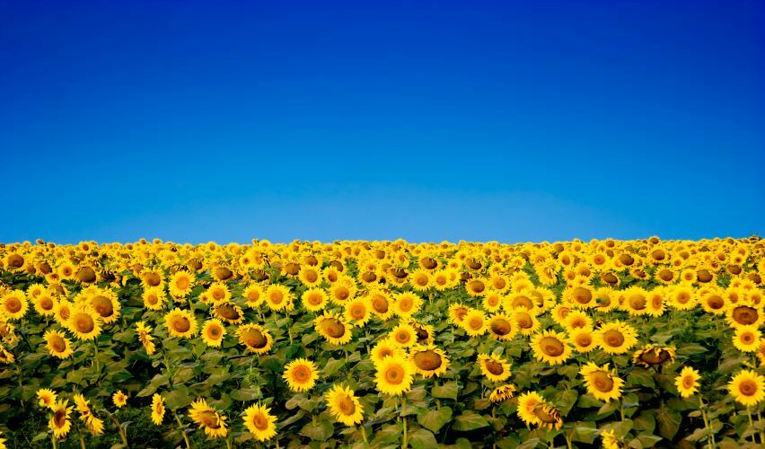 Is a Solution to the Plant Biostimulants Conundrum in the Offing?