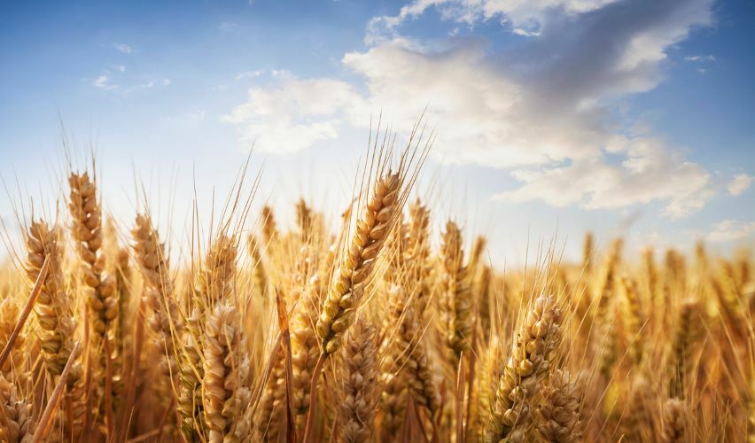 Proposed CAFO Signals EPA Is Close to Resolving Treated Seeds as Treated Articles Petition