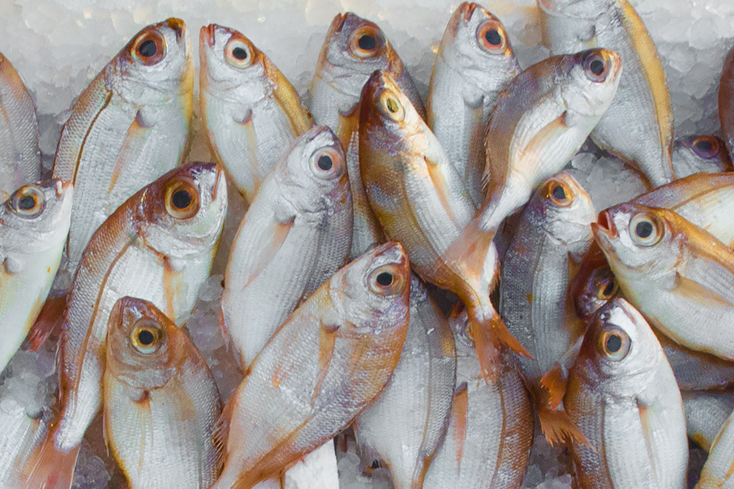 NOAA to Develop a Work Plan for Federal Regulation of Aquaculture