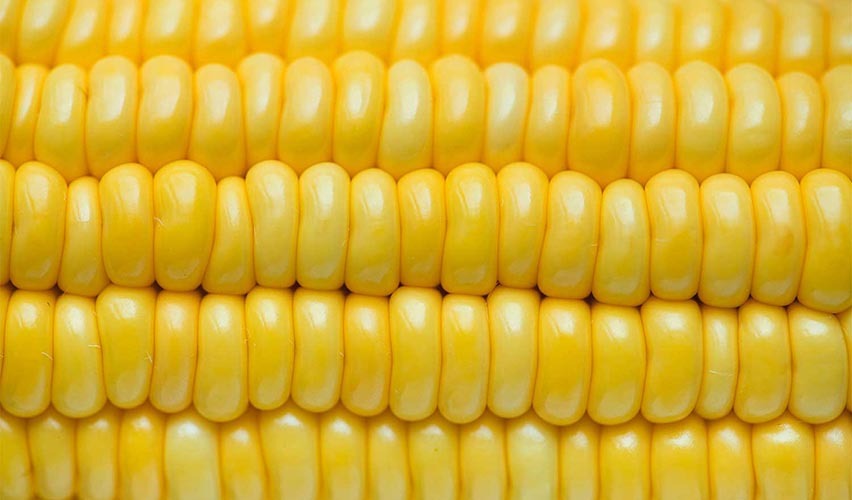 USDA and Mexico Actions Impact Genetically Engineered Foods in the United States